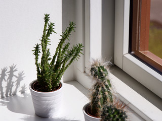 Fototapeta na wymiar Cactus plants next to the window