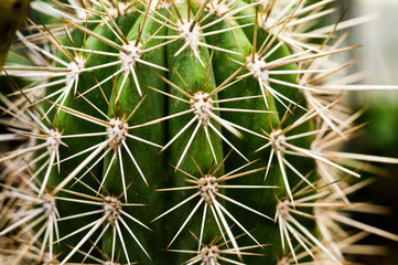 Cactus thorns tropical nature background