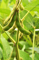 Soybean stem with pods