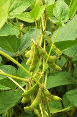 Soybean stem with pods