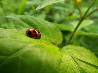 ナナホシテントウ ladybug