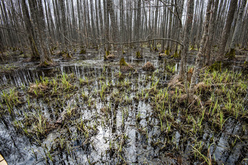 country forest river in early spring with no vegetation on the shores