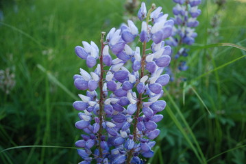 Oregon Wildflower