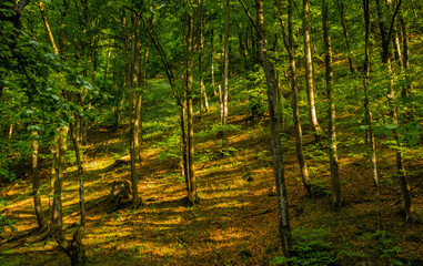 A mountain forest hill with green trees and yellow fallen leaves at sunset light