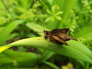 チャバネセセリ skipper