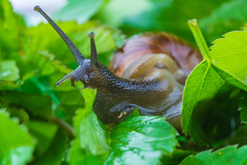 The beautiful macro shot of  funny inquisitive snail doing his slow stroll among the vivid and bright green leaves