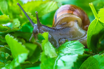 The beautiful macro shot of  funny inquisitive snail doing his slow stroll among the vivid and bright green leaves