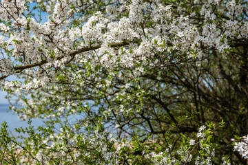 cherry tree blossoms blooming in branches in spring