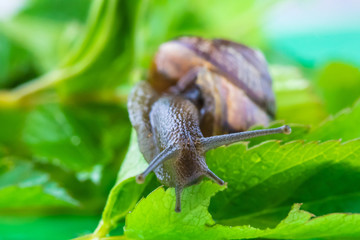 The beautiful macro shot of  funny inquisitive snail doing his slow stroll among the vivid and bright green leaves