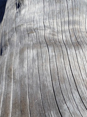 Close up of driftwood for a natural abstraction background