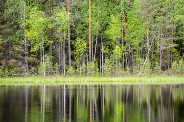 fresh green forest around country lake with reflections of tree trunks