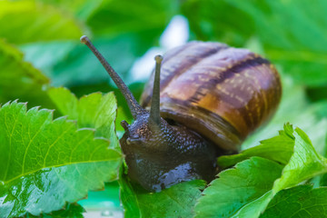 The beautiful macro shot of  funny inquisitive snail doing his slow stroll among the vivid and bright green leaves