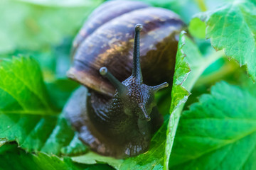 The beautiful macro shot of  funny inquisitive snail doing his slow stroll among the vivid and bright green leaves