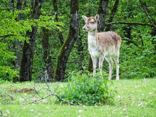 Reh im Maerchen Wald