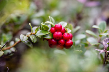 red lingonberry cranberries growing in moss in forest