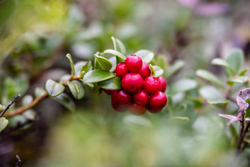 Obraz premium red lingonberry cranberries growing in moss in forest