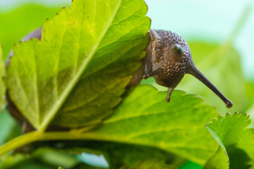 The beautiful macro shot of  funny inquisitive snail doing his slow stroll among the vivid and bright green leaves