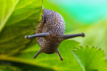 The beautiful macro shot of  funny inquisitive snail doing his slow stroll among the vivid and bright green leaves