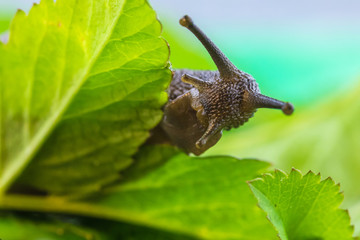 The beautiful macro shot of  funny inquisitive snail doing his slow stroll among the vivid and...