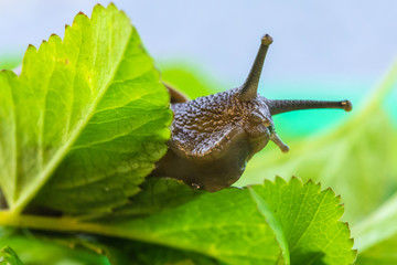 The beautiful macro shot of  funny inquisitive snail doing his slow stroll among the vivid and bright green leaves