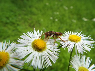 Obraz premium キマダラハナバチ bee