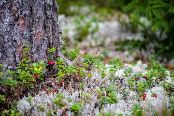 red lingonberry cranberries growing in moss in forest
