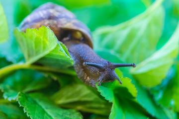 The beautiful macro shot of  funny inquisitive snail doing his slow stroll among the vivid and bright green leaves