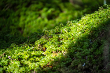 Fototapeta premium pine tree forest ground covered in moss