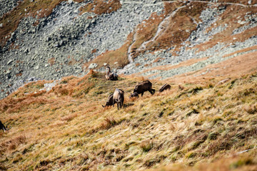 wild goats resting and feeding in mountain pastures