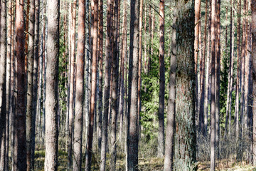 Obraz premium dry tree trunks in forest spring