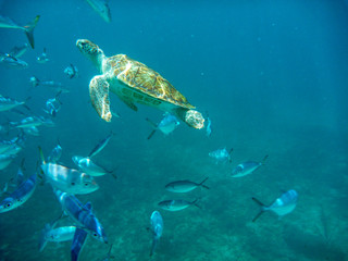 An underwater view of a green turtle (Chelonia mynas) in the Caribbean Sea, Barbados