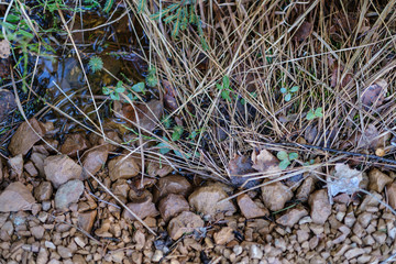 dry tree trunks in forest spring