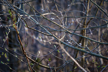 dry tree trunks in forest spring