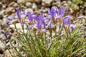 The wild iris (Iris unguicularis ssp. carica) with blue flowers grows in its natural habitat.