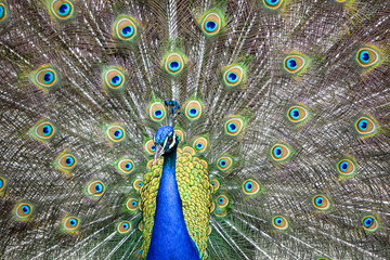 Obraz premium Peacock