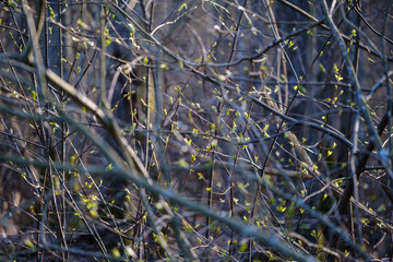 dry tree trunks in forest spring