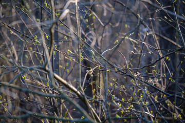 dry tree trunks in forest spring