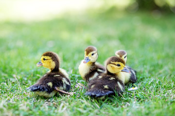 Many little ducklings on the grass. The concept of pets, farm, farming