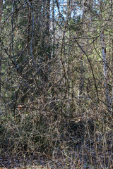 dry tree trunks in forest spring