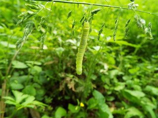 蝶の幼虫 larva of butterfly