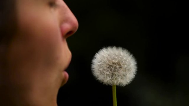 Pusteblume in Zeitlupe