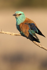 Coracias garrulus. European roller