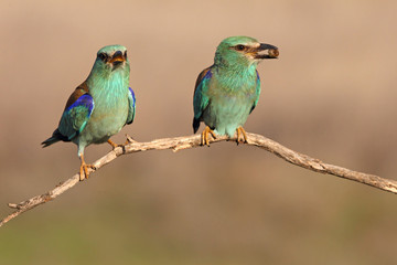 Coracias garrulus. European roller