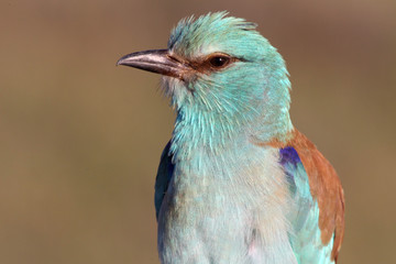 Coracias garrulus. European roller