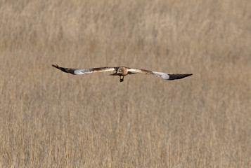 Western marsh harrier. Circus aeroginosus