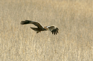 Western marsh harrier. Circus aeroginosus