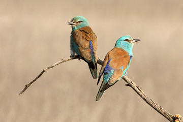 Coracias garrulus. European roller