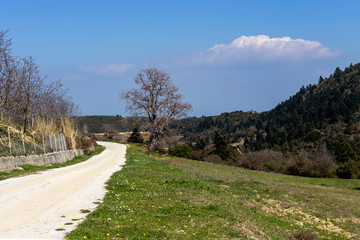 The rural road and trees (Greece, Peloponnese).