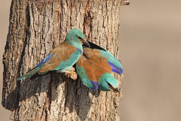 Coracias garrulus. European roller