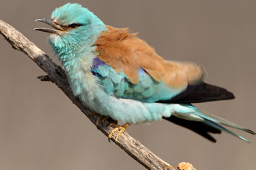 Coracias garrulus. European roller